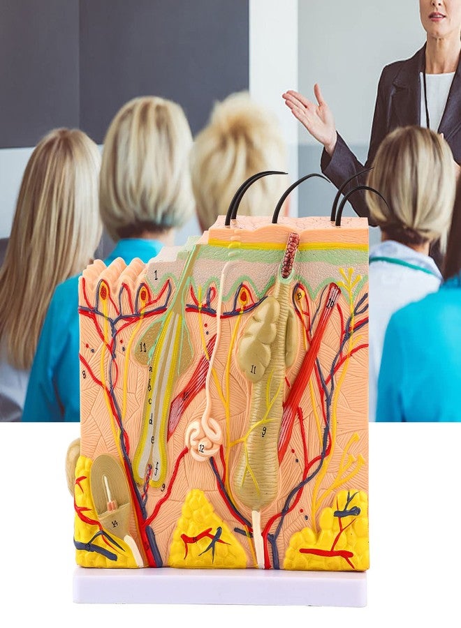 Asixxsix Skin Model, 50X Enlarged Anatomical Model Anatomy 3D Human Skin Magnified Tissue Structure Model with Hair for Science Classroom Learning Teaching Display Medical Skin Marking - Image 3